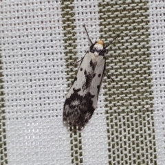 Philobota lysizona (A concealer moth) at Rugosa - 26 Sep 2023 by SenexRugosus