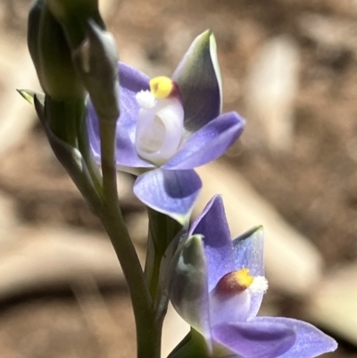 Thelymitra nuda (Scented Sun Orchid) at Fentons Creek, VIC - 25 Sep 2023 by KL