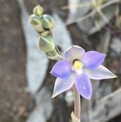 Thelymitra nuda at Fentons Creek, VIC - suppressed