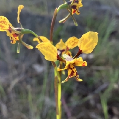 Diuris pardina (Leopard Doubletail) at Fentons Creek, VIC - 24 Sep 2023 by KL