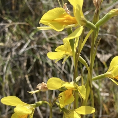 Diuris protena (Northern Golden Moth) at Fentons Creek, VIC - 24 Sep 2023 by KL