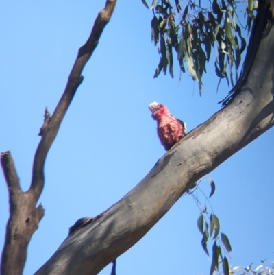 Eolophus roseicapilla (Galah) at Splitters Creek, NSW - 24 Sep 2023 by Darcy