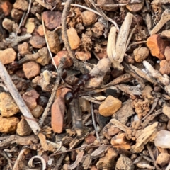 Papyrius sp. (genus) (A Coconut Ant) at Ainslie, ACT - 26 Sep 2023 by Hejor1