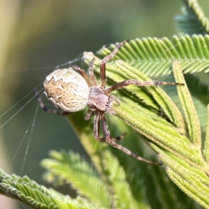 Salsa fuliginata at Ainslie, ACT - 26 Sep 2023 05:14 PM