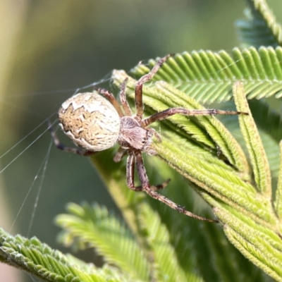 Salsa fuliginata (Sooty Orb-weaver) at Ainslie, ACT - 26 Sep 2023 by Hejor1