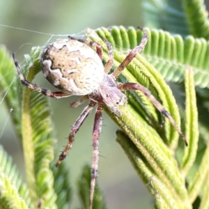 Salsa fuliginata at Ainslie, ACT - 26 Sep 2023