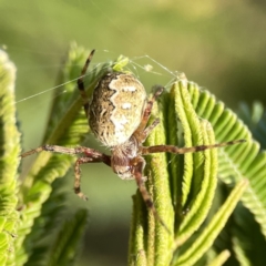 Salsa fuliginata at Ainslie, ACT - 26 Sep 2023 05:14 PM