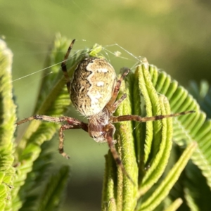 Salsa fuliginata at Ainslie, ACT - 26 Sep 2023