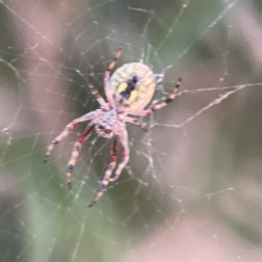 Salsa fuliginata at Ainslie, ACT - 26 Sep 2023 05:14 PM