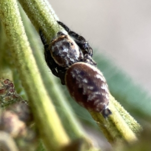 Opisthoncus serratofasciatus at Ainslie, ACT - 26 Sep 2023 05:18 PM