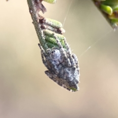 Socca pustulosa at Ainslie, ACT - 26 Sep 2023