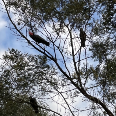 Callocephalon fimbriatum (Gang-gang Cockatoo) at Ainslie, ACT - 26 Sep 2023 by Hejor1