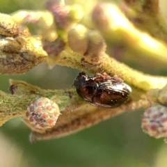 Ditropidus sp. (genus) at Ainslie, ACT - 26 Sep 2023