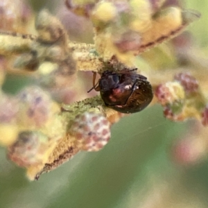 Ditropidus sp. (genus) at Ainslie, ACT - 26 Sep 2023