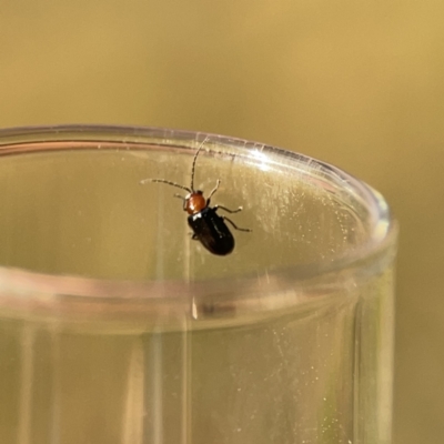 Adoxia sp. (genus) (Leaf beetle) at Ainslie, ACT - 26 Sep 2023 by Hejor1