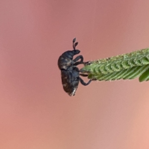 Neolaemosaccus sp. (genus) at Ainslie, ACT - 26 Sep 2023