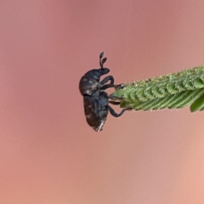 Neolaemosaccus sp. (genus) (A weevil) at Ainslie, ACT - 26 Sep 2023 by Hejor1