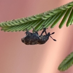 Neolaemosaccus sp. (genus) at Ainslie, ACT - 26 Sep 2023