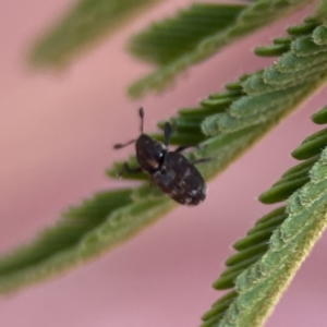 Neolaemosaccus sp. (genus) at Ainslie, ACT - 26 Sep 2023