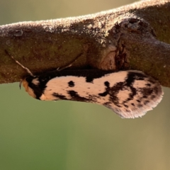Philobota lysizona (A concealer moth) at Mount Ainslie - 26 Sep 2023 by Hejor1