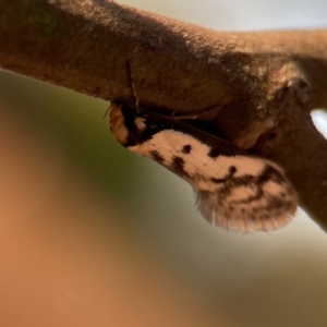 Philobota lysizona at Ainslie, ACT - 26 Sep 2023