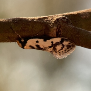 Philobota lysizona at Ainslie, ACT - 26 Sep 2023