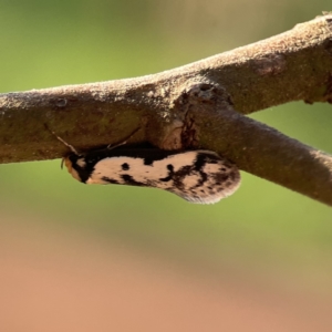 Philobota lysizona at Ainslie, ACT - 26 Sep 2023