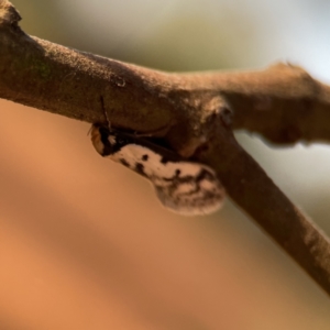 Philobota lysizona at Ainslie, ACT - 26 Sep 2023