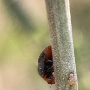 Cryptolaemus montrouzieri at Ainslie, ACT - 26 Sep 2023