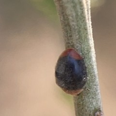 Cryptolaemus montrouzieri at Ainslie, ACT - 26 Sep 2023