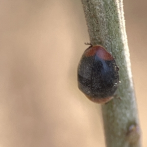 Cryptolaemus montrouzieri at Ainslie, ACT - 26 Sep 2023