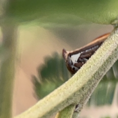 Sextius virescens at Ainslie, ACT - 26 Sep 2023