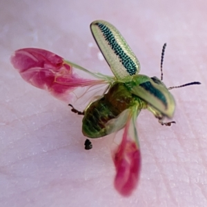 Calomela juncta at Ainslie, ACT - 26 Sep 2023 05:40 PM