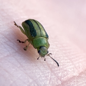 Calomela juncta at Ainslie, ACT - 26 Sep 2023 05:40 PM