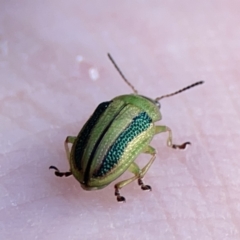 Calomela juncta at Ainslie, ACT - 26 Sep 2023 05:40 PM