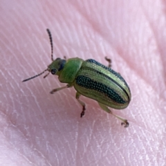 Calomela juncta at Ainslie, ACT - 26 Sep 2023 05:40 PM