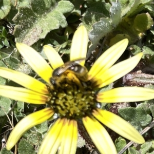 Lasioglossum (Chilalictus) sp. (genus & subgenus) at Russell, ACT - 26 Sep 2023 01:01 PM