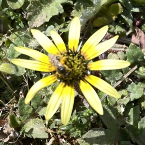 Lasioglossum (Chilalictus) sp. (genus & subgenus) at Russell, ACT - 26 Sep 2023