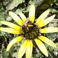 Lasioglossum (Chilalictus) sp. (genus & subgenus) at Russell, ACT - 26 Sep 2023