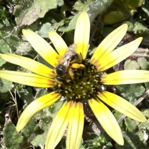 Lasioglossum (Chilalictus) sp. (genus & subgenus) at Russell, ACT - 26 Sep 2023