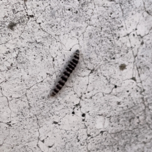 Lepidoptera unclassified IMMATURE moth at Russell, ACT - 26 Sep 2023