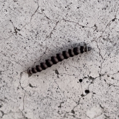 Lepidoptera unclassified IMMATURE moth at Russell, ACT - 26 Sep 2023