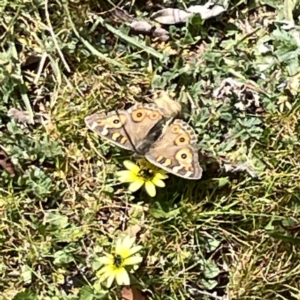 Junonia villida at Russell, ACT - 26 Sep 2023 01:07 PM