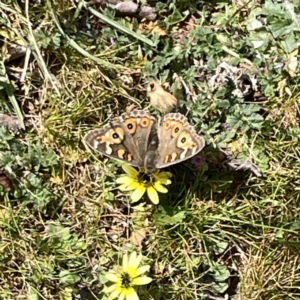 Junonia villida at Russell, ACT - 26 Sep 2023 01:07 PM