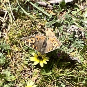 Junonia villida at Russell, ACT - 26 Sep 2023 01:07 PM