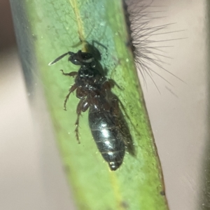 Tiphiidae (family) at Braddon, ACT - 25 Sep 2023 10:43 PM