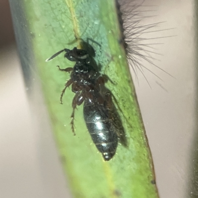 Tiphiidae (family) (Unidentified Smooth flower wasp) at Braddon, ACT - 25 Sep 2023 by Hejor1