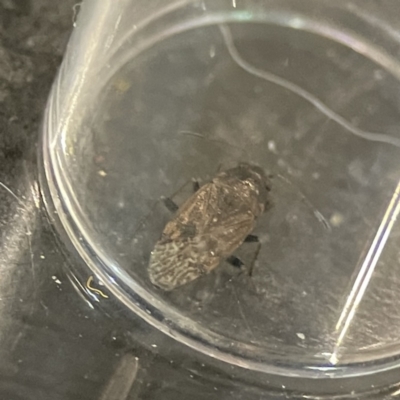 Lygaeidae (family) (Seed bug) at Braddon, ACT - 25 Sep 2023 by Hejor1