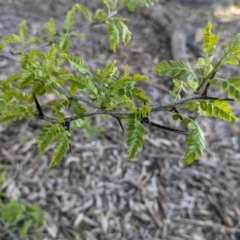 Gleditsia triacanthos (Honey Locust, Thorny Locust) at Splitters Creek, NSW - 24 Sep 2023 by Darcy