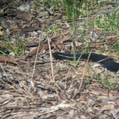 Pseudechis porphyriacus (Red-bellied Black Snake) at Splitters Creek, NSW - 24 Sep 2023 by Darcy